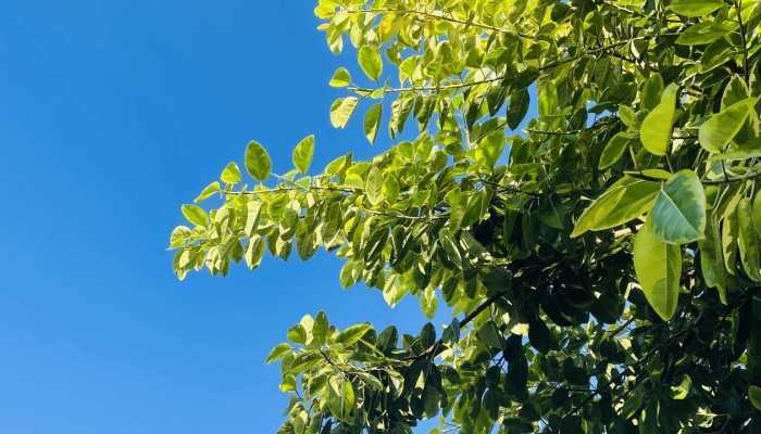 2024春运天气:龙年首场寒潮17日起影响我国