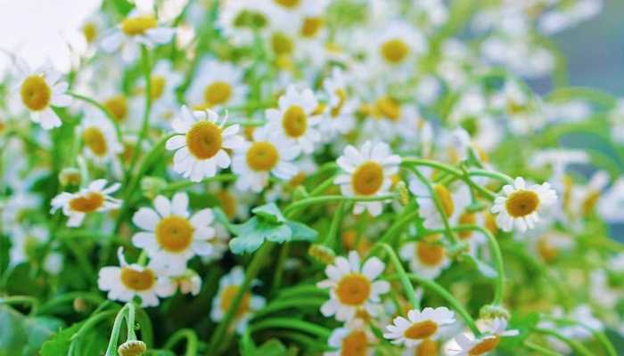 2024立春是哪天 二零二四年几点立春插图1 2024立春是哪天 二零二四年几点立春