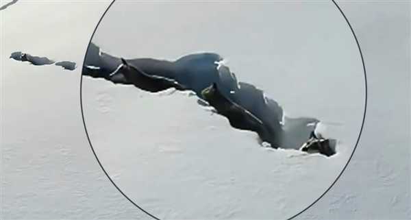 新疆狼群在积雪下硬生生挖出一条路：真团队精神