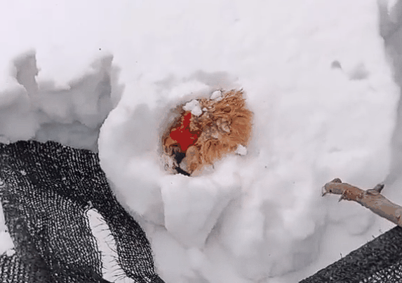 主人捡鸡蛋发现鸡被雪埋3天还活着：都被冻实了、生命真顽强