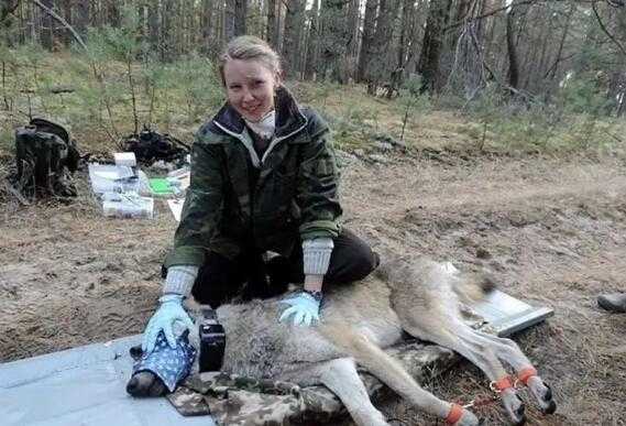 新研究:切尔诺贝利的狼已进化出抗癌能力插图 新研究:切尔诺贝利的狼已进化出抗癌能力