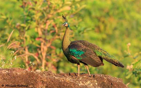 武汉暴雪两只孔雀被冻在墙顶：已被成功救下