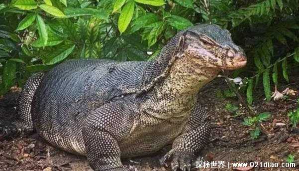 “五爪金龙”是什么物 曾突然消失人类视野中 如今又出现插图 “五爪金龙”是什么物 曾突然消失人类视野中 如今又出现插图