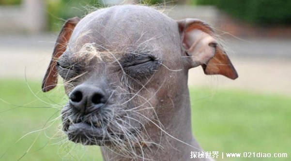 中国最丑的狗（中华冠毛犬）插图