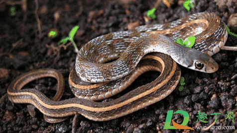 蛇睡到人床上怎么回事?蛇会主动咬熟睡的人吗