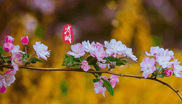 2024年清明节是农历二月初三吗?2024年清明节是农历几月初几