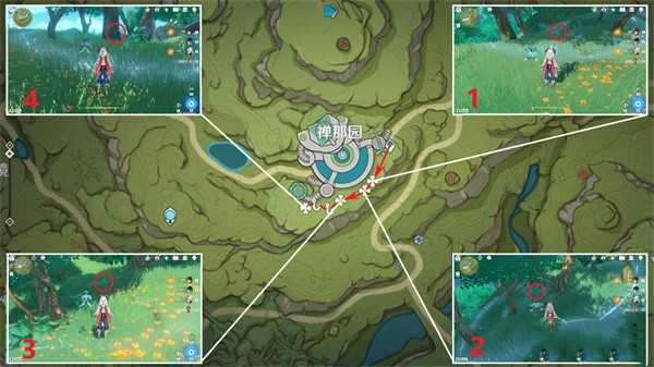 原神证悟木在哪砍最快