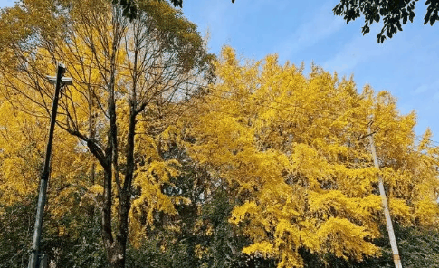 2024年成都几月份开始变热进入夏天?成都夏天到几月份