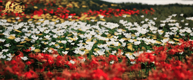 《射雕》群侠印象曲《江湖殊途》首发！2句话解决你游戏焦虑