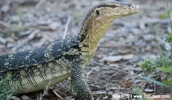 “五爪金龙”是什么物 曾突然消失人类视野中 如今又出现插图1 “五爪金龙”是什么物 曾突然消失人类视野中 如今又出现插图1