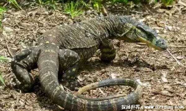 “五爪金龙”是什么物 曾突然消失人类视野中 如今又出现插图2 “五爪金龙”是什么物 曾突然消失人类视野中 如今又出现插图2