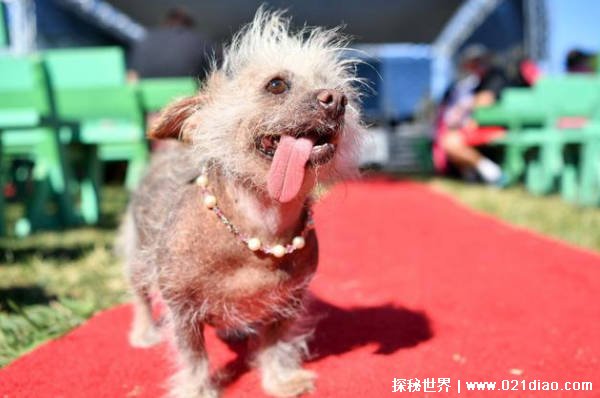 中国最丑的狗（中华冠毛犬）插图1