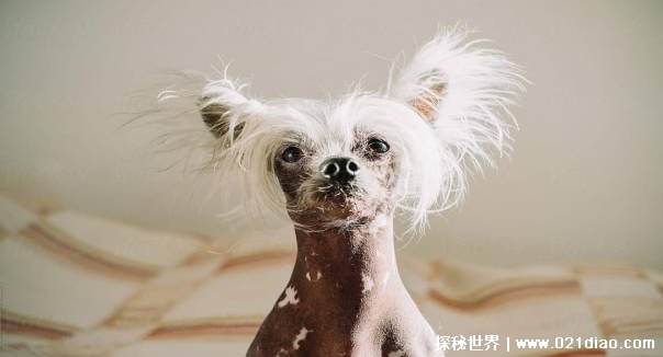 中国最丑的狗（中华冠毛犬）插图2