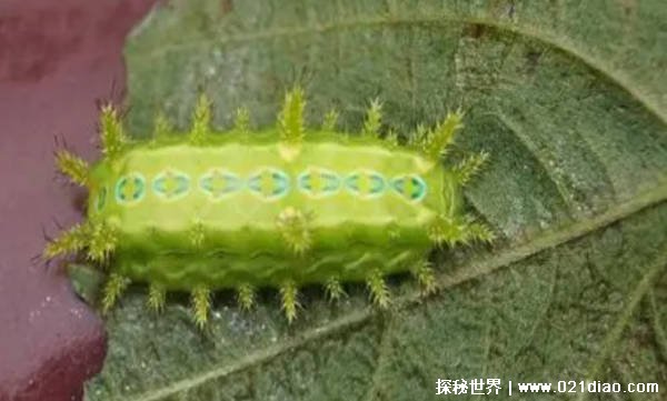 害虫洋辣子是什么 为何卖这么贵插图1