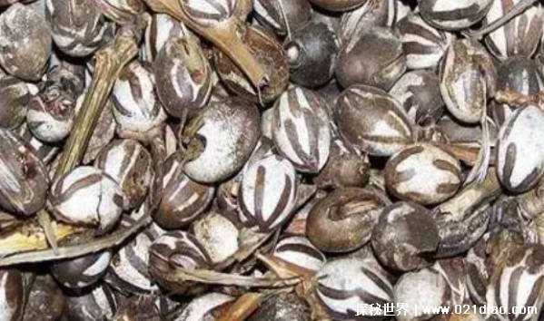 害虫洋辣子是什么 为何卖这么贵插图2