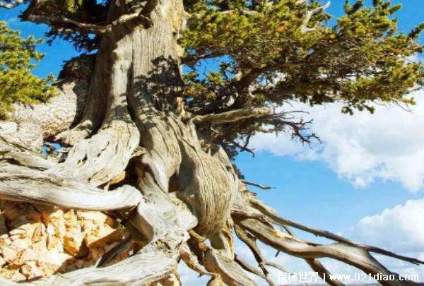 世界上那些长寿的树是什么树插图1