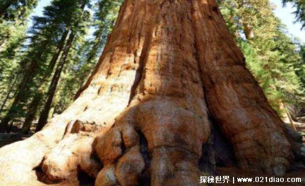 世界上那些长寿的树是什么树插图2