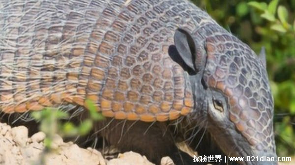 穿山甲身披铠甲 为什么会遭受杀戮插图1