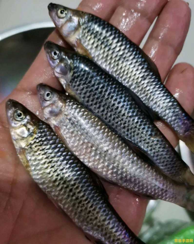 原神鲈鱼有几种 原神中的鲈鱼种类及其在游戏中的应用 原神鲈鱼有几种 原神中的鲈鱼种类及其在游戏中的应用