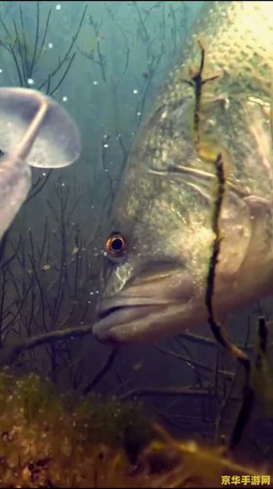 原神鲈鱼有几种 原神中的鲈鱼种类及其在游戏中的应用 原神鲈鱼有几种 原神中的鲈鱼种类及其在游戏中的应用