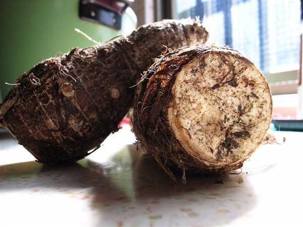 男子误食海芋中毒被送医：又名“滴水观音” 根叶均有剧毒