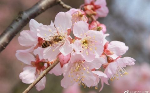 武大樱花开放了！官方：实行网络预约制 不收任何费用