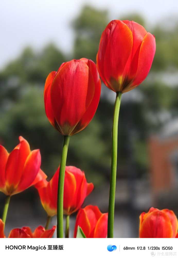 荣耀Magic6至臻版，为什么我管它叫「养老机中的战斗机」？