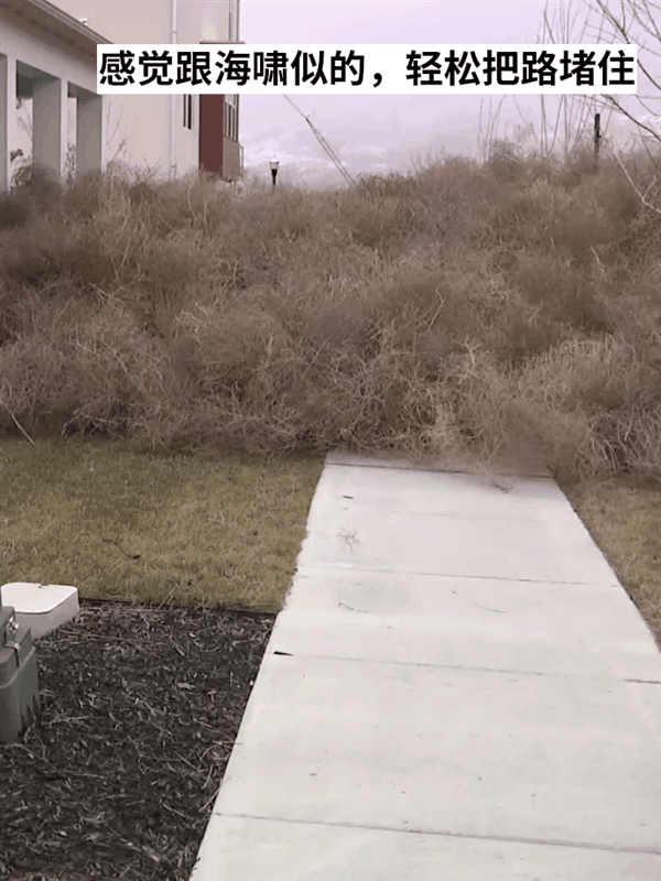 一觉醒来美国犹他州的房屋被草淹了！