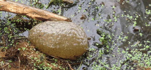 美国湖泊发现不明生物！外形像脑子软绵绵的：当地居民恐慌