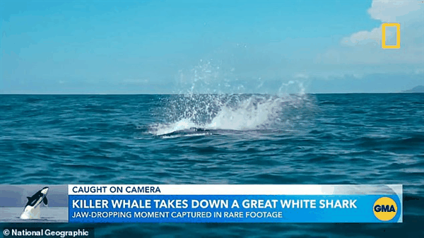 60岁祖母级虎鲸单杀大白鲨！专家直呼太罕见