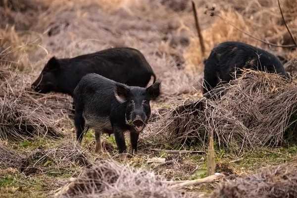 家猪放生野外一年内就长出獠牙 会变成野猪吗