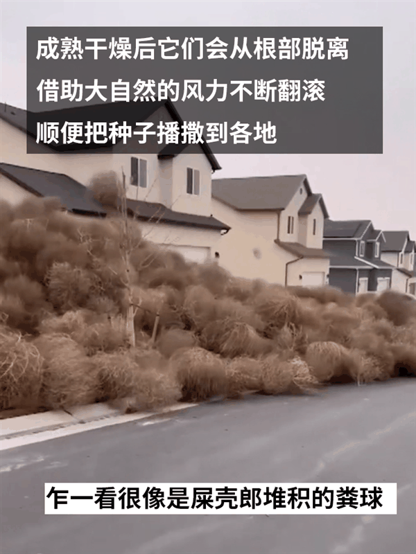 一觉醒来美国犹他州的房屋被草淹了！