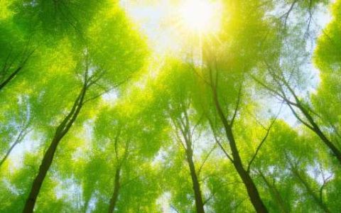 森林环境面临的主要问题  森林资源破坏带来的环境问题