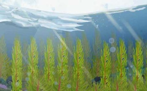 环境分类都有哪些 环境分类的重要性