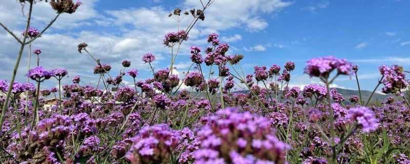 它拥有万亩花海，让央视力赞，但90%的人却都念不对地名！