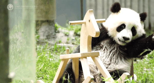 大熊猫“青糍”因病去世:患罕见肠梗阻并发肠套叠插图2 大熊猫“青糍”因病去世:患罕见肠梗阻并发肠套叠