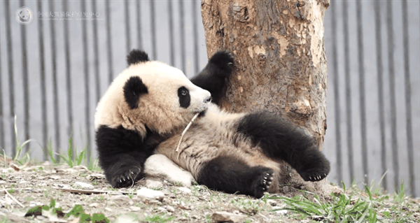 大熊猫“青糍”因病去世:患罕见肠梗阻并发肠套叠插图1 大熊猫“青糍”因病去世:患罕见肠梗阻并发肠套叠