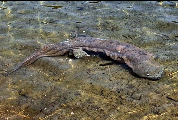 一度被认为濒临绝迹！日本发现两只纯种中国大鲵