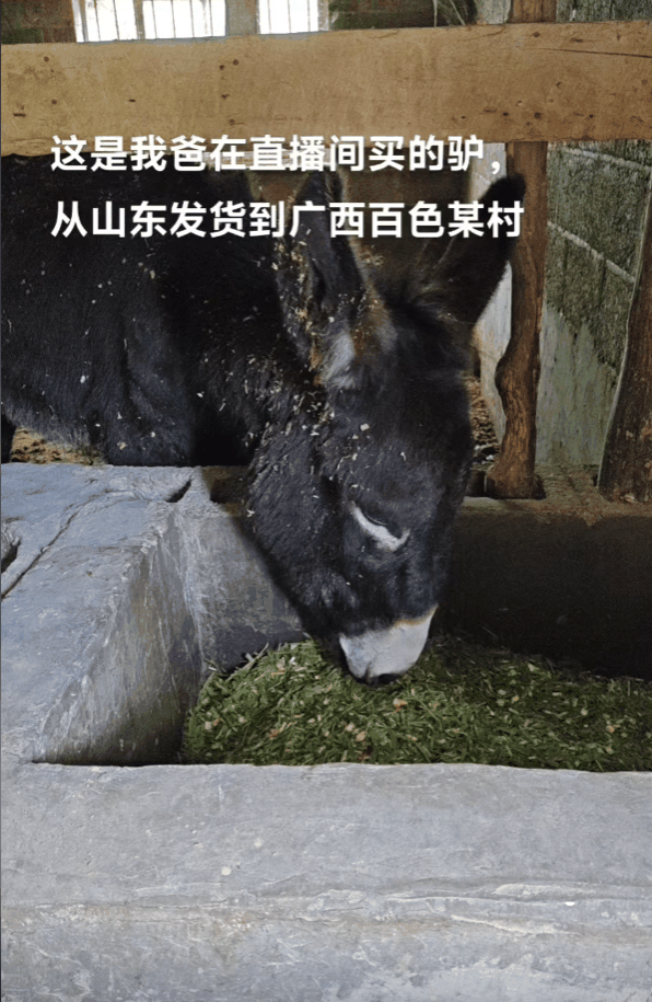 山东卖到广西 大哥回应直播间卖活驴：卖了上千头
