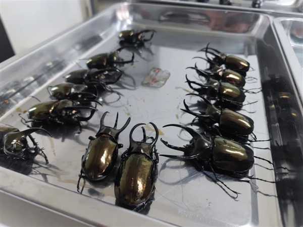 女子一人携带439只境外甲虫被查:可长到10厘米 凶猛好斗插图 女子一人携带439只境外甲虫被查:可长到10厘米 凶猛好斗