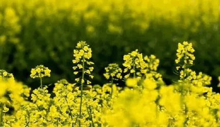 2022清明节前后会有冷空气吗?清明节前后气温多少度插图1 2022清明节前后会有冷空气吗2