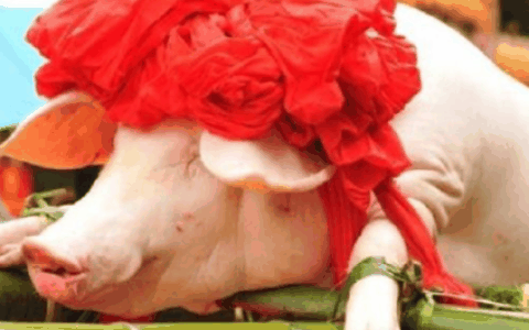 过年杀猪一般什么日子2022?杀猪过年什么日子好