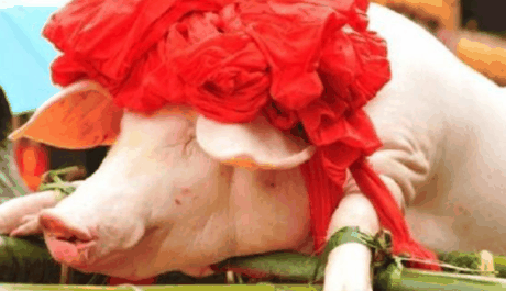 过年杀猪一般什么日子2022?杀猪过年什么日子好