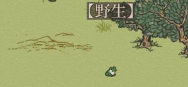 江南百景图小动物蛙图鉴插图 江南百景图小动物蛙图鉴