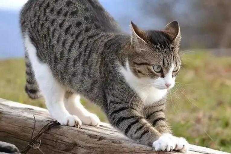 虐猫考生疑未通过兰大研究生面试 他是这样回应的！