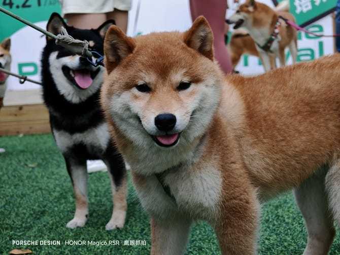 荣耀Magic6 RSR 保时捷设计怎么样 荣耀Magic6 RSR 保时捷设计上手体验插图10