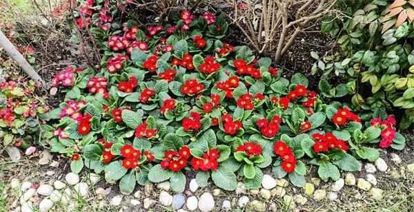 OPPO K10值得入手吗 OPPO K10手机全方位评测插图39