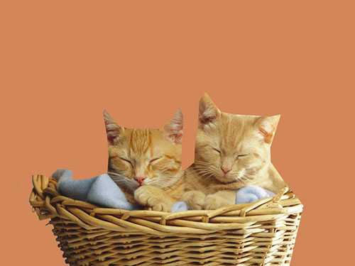 Photoshop快速抠出篮子里的猫咪插图11