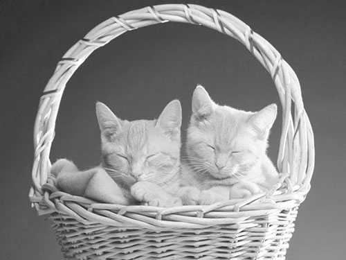 Photoshop快速抠出篮子里的猫咪插图12