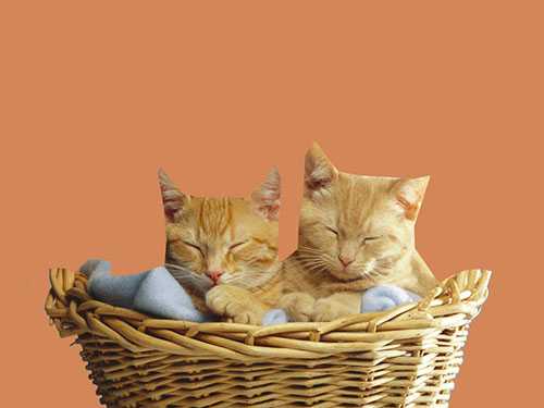 Photoshop快速抠出篮子里的猫咪插图14